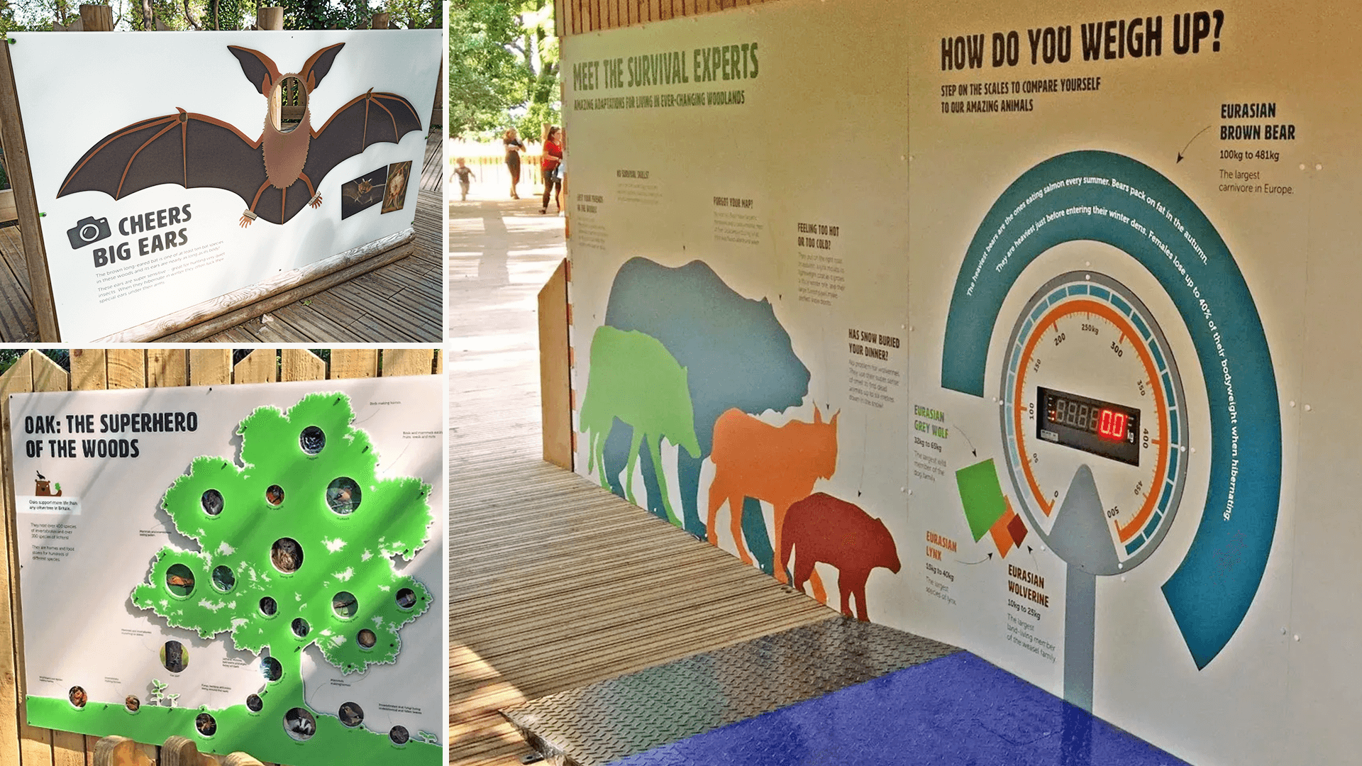 Interactive interpretation panels including a head-through bat-board called Cheers big ears and scales to compare the weight of wolverines, lynxes, wolves and bears