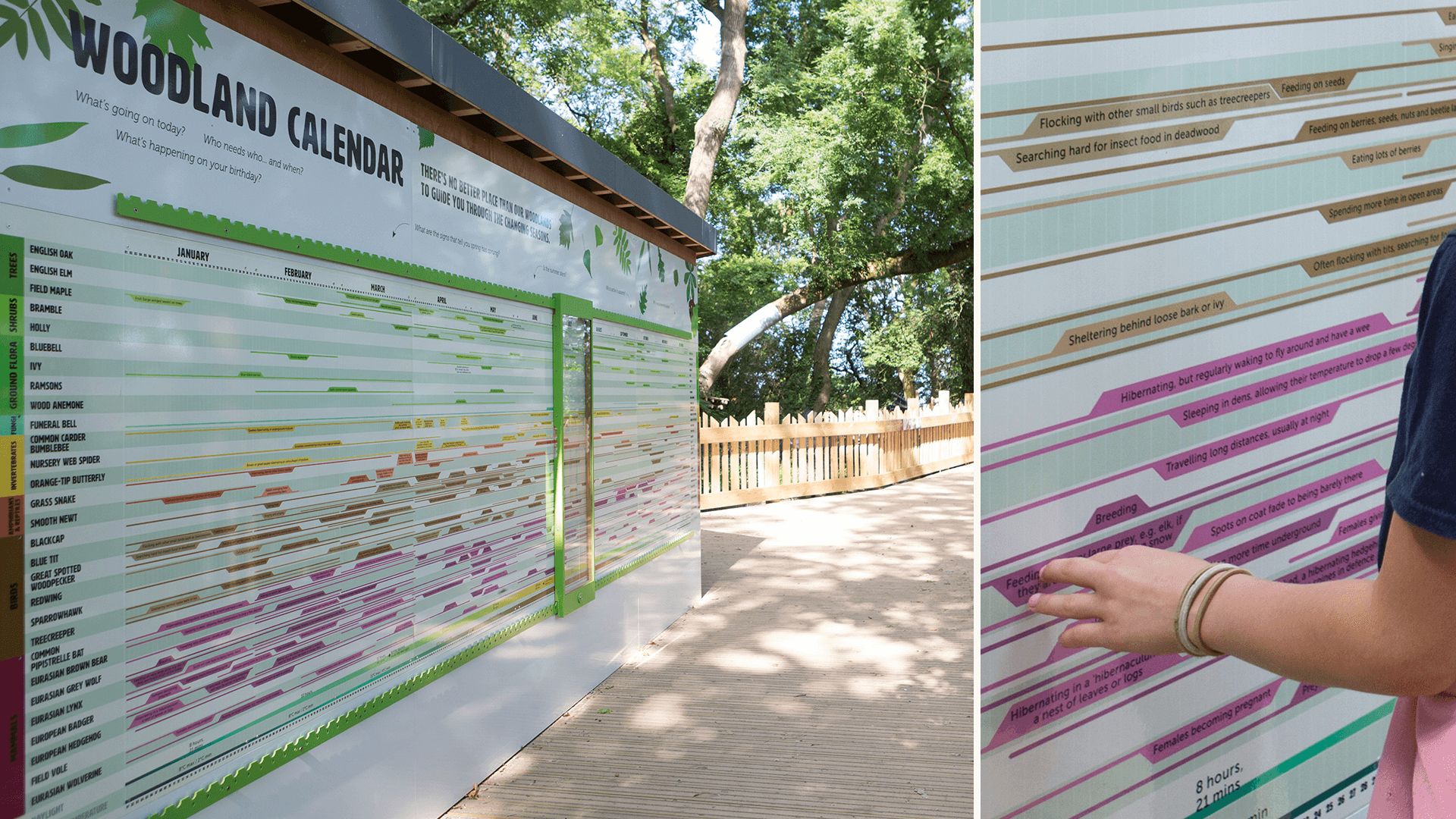 Large-scale woodland calendar panel showing the behaviour and interdependence of woodland plants and animals throughout the seasons