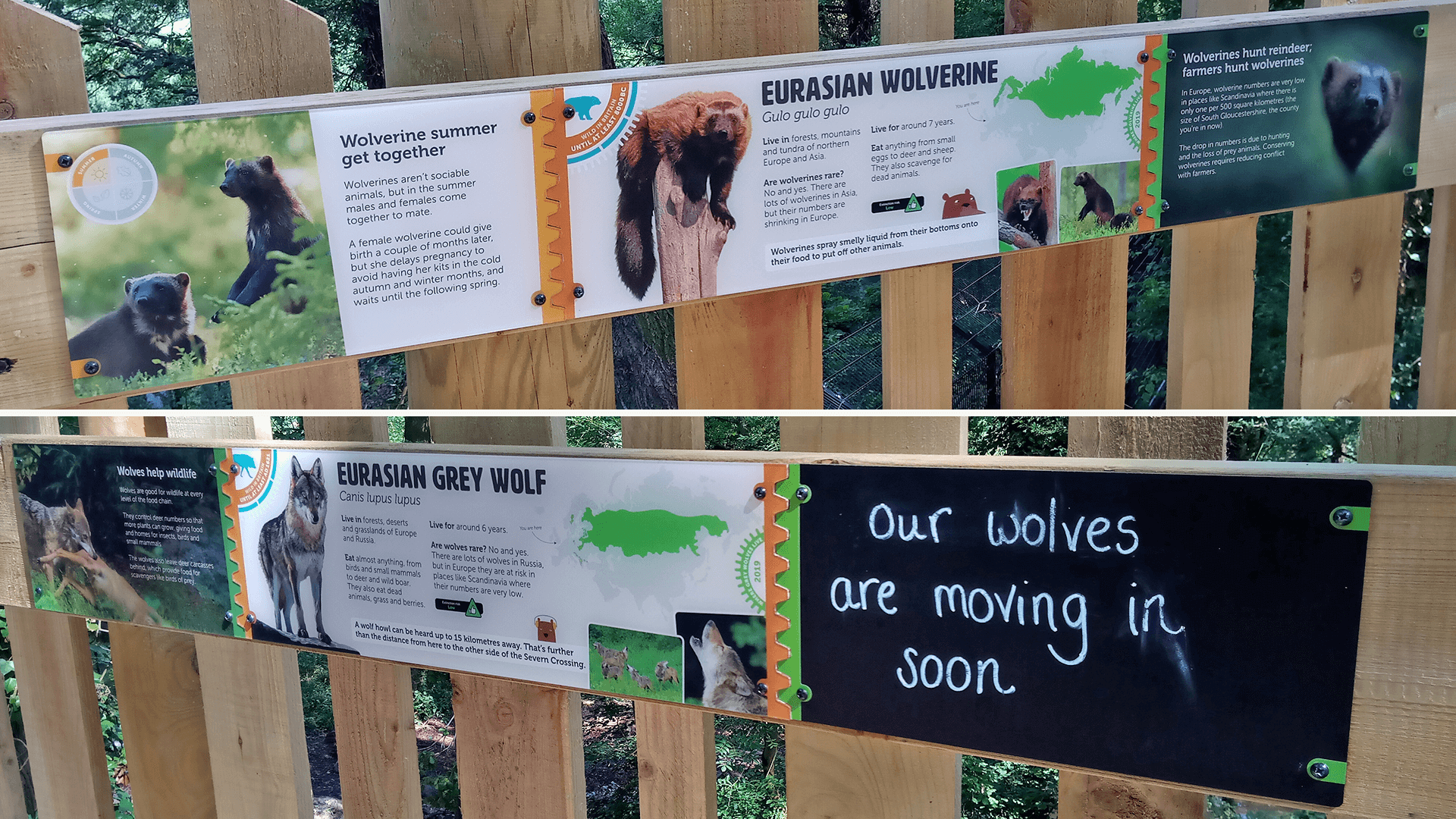 Interlocking species ID panels for wolverine and wolves showing animal facts, seasonal information and a note written on the chalkboard saying Our wolves are moving in soon