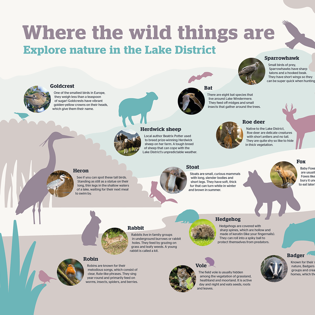 Artwork excerpt of Where the wild things are panel about local wildlife for YHA Windermere with silhouette illustrations and photographs of native birds and mammals