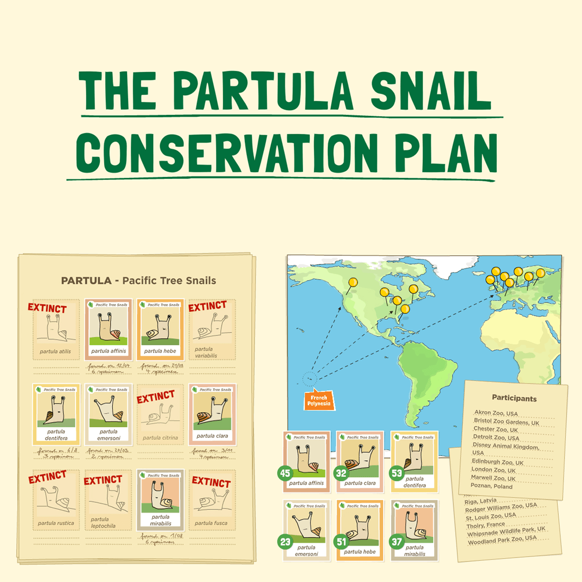 The Partula snail conservation plan steps 1 (document remaining species) and 2 (bring specimen of species into secure breeding centres in participating zoos)