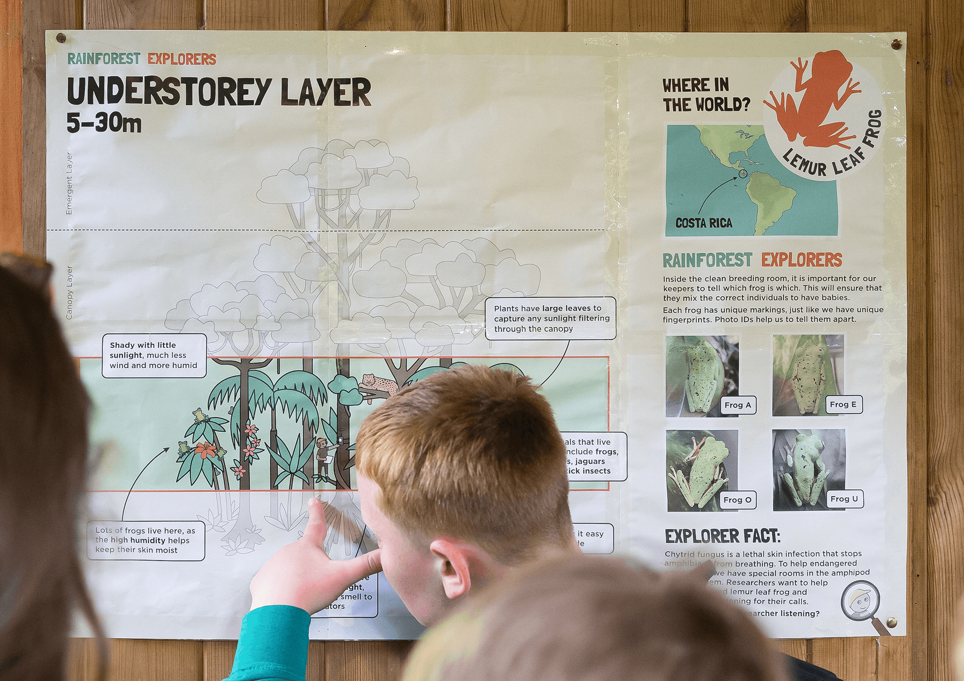 A pupil is looking at the test print-out of the Understorey layer board, he is pointing at the little explorer figure hidden inside the rainforest illustration